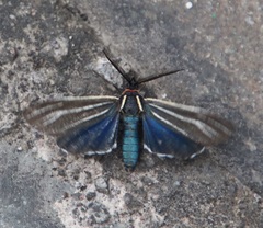 Ctenucha venosa