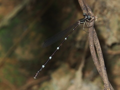 Protosticta taipokauensis