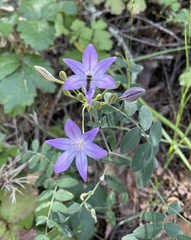 Brodiaea terrestris