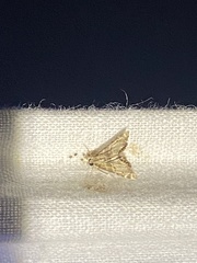 Eoparargyractis irroratalis