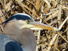 Ardea herodias