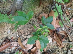 Zanthoxylum nitidum