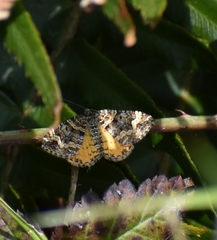 Epirrhoe plebeculata