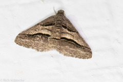 Digrammia continuata