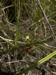 Utricularia pusilla