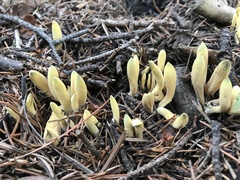 Clavariadelphus sachalinensis