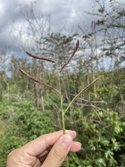 Paspalum fimbriatum