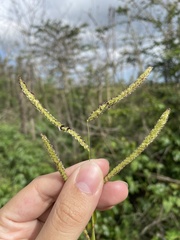Paspalum fimbriatum