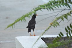 Acridotheres grandis