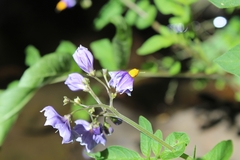 Solanum palustre