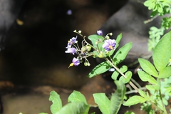 Solanum palustre