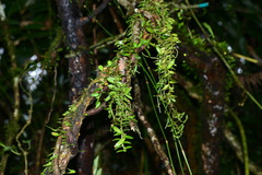 Gastrochilus formosanus