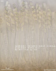 Piceomphale bulgarioides