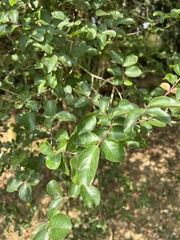Sageretia thea