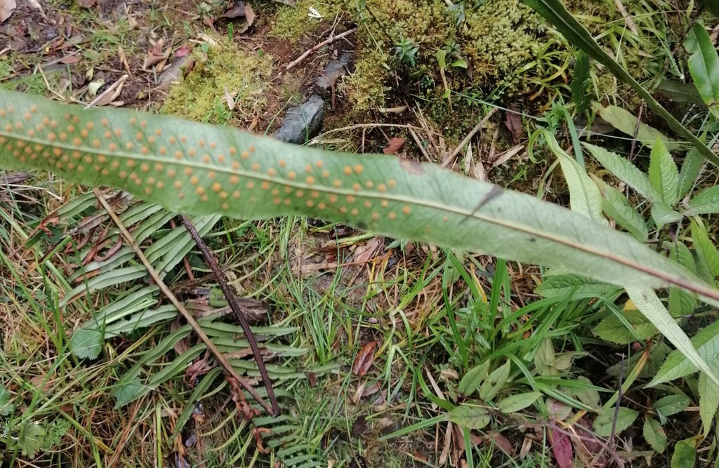 Campyloneurum amphostenon; photograph author not stated, no rights reserved