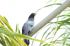 Eudynamys scolopaceus