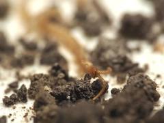 Schendyla nemorensis