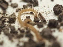 Schendyla nemorensis