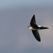 White-throated Swift - Photo (c) Sean P. Miller, some rights reserved (CC BY-NC), uploaded by Sean P. Miller
