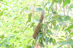 Callosciurus caniceps