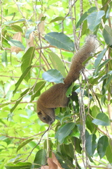 Callosciurus caniceps