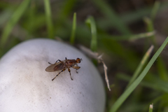 Tapeigaster annulipes