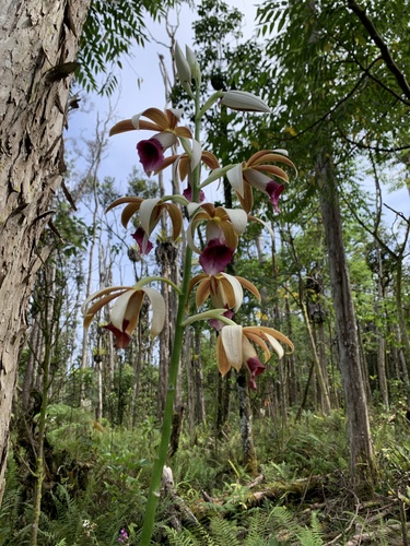 Phaius tankervilleae iNat (3)