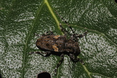 Aegomorphus quadrigibbus