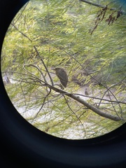 Nycticorax nycticorax