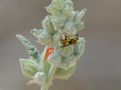 Conura amoena