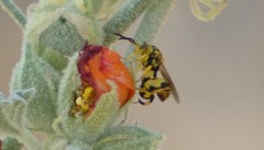 Conura amoena
