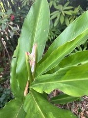 Alpinia hainanensis