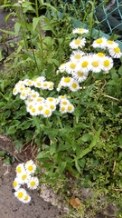 Erigeron philadelphicus