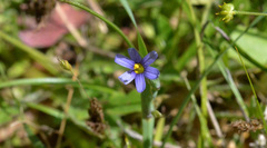 Sisyrinchium idahoense