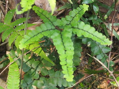 Adiantum flabellulatum