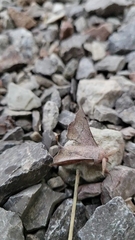 Cicinnus melsheimeri