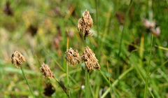 Carex pansa