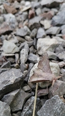 Cicinnus melsheimeri