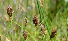 Carex pansa