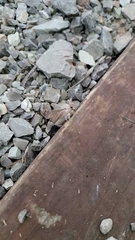 Cicinnus melsheimeri