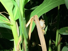 Kurixalus idiootocus