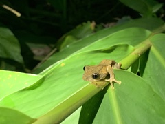 Kurixalus idiootocus