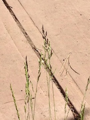 Melica imperfecta