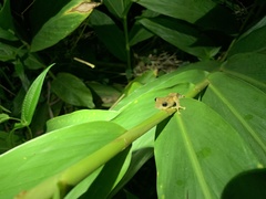 Kurixalus idiootocus