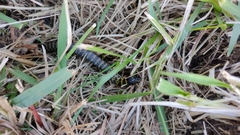 Erythrolamprus poecilogyrus