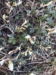 Astragalus scaberrimus