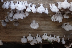 Schizophyllum commune