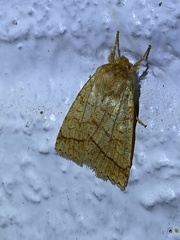 Pyreferra hesperidago