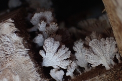 Schizophyllum commune