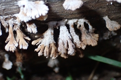 Schizophyllum commune